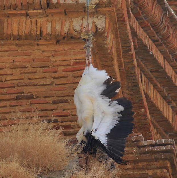 Admitida a trámite la queja ecologista por la muerte de una cigüeña en Palencia