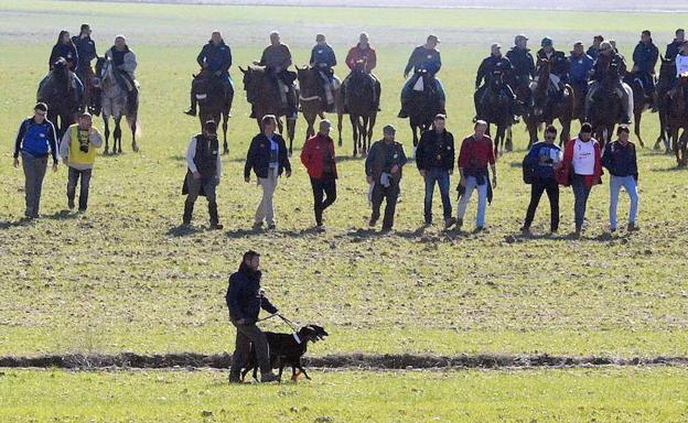 Nava del Rey será la sede del Campeonato Nacional de Galgos