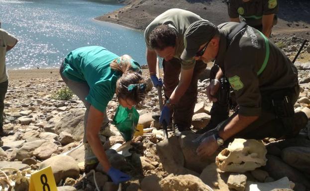 Hallan el esqueleto de un oso pardo en el embalse de Requejada, en Palencia