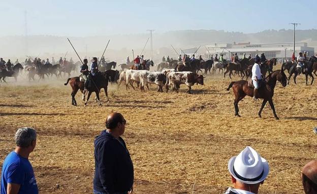 Los festejos taurinos reinan en el programa sabatino de las fiestas de Mojados