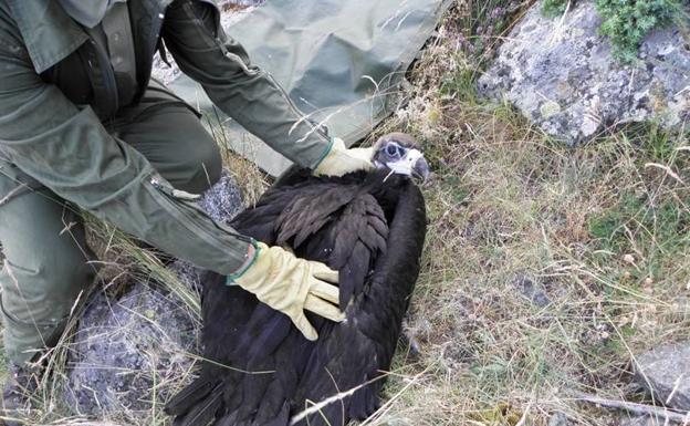 Rescatado un pollo de buitre negro que cayó al Pontón Alto