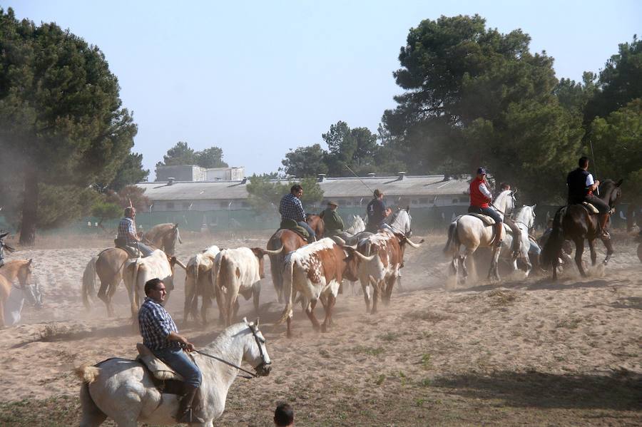 La Asociación de Amigos del Caballo celebra una suelta de bueyes