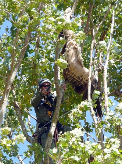 Agentes medioambientales recuperan los restos de dos buitres leonados de entre las ramas de un chopo en Riaguas de San Bartolomé