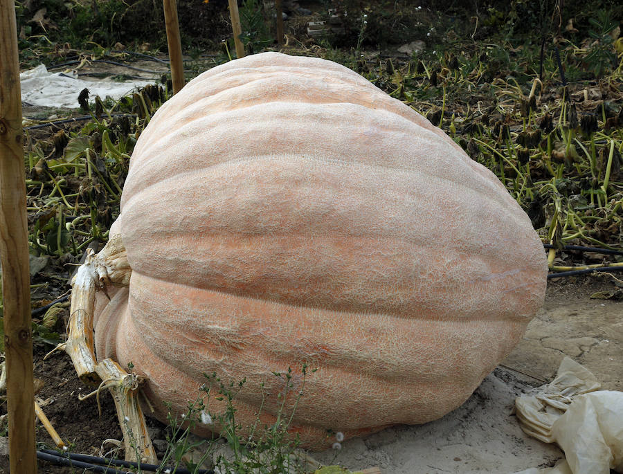 Una calabaza de 600 kilos en Palencia