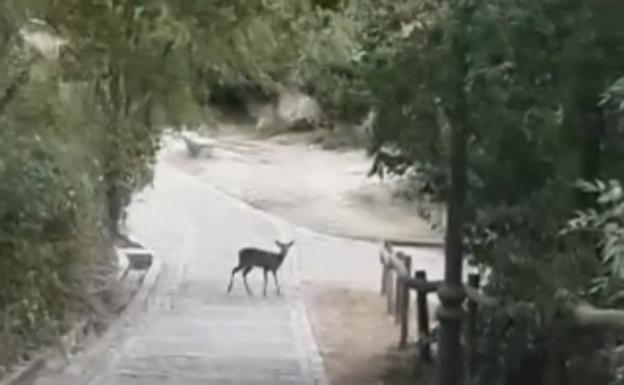 Los corzos pasean por la Alameda del Parral de Segovia