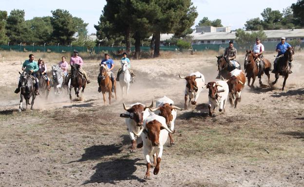 Amigos del Caballo cierra la temporada con su tradicional suelta de bueyes