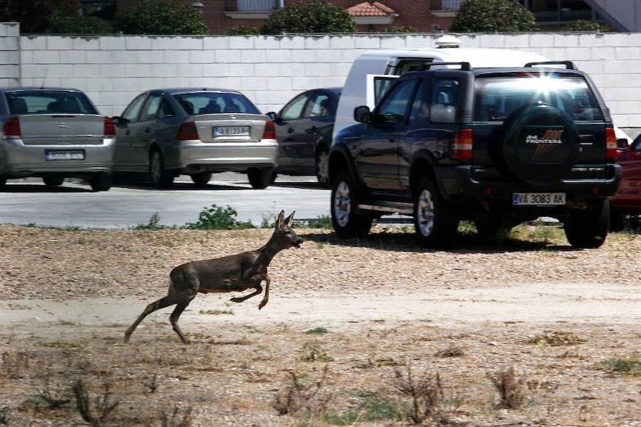 ¿Por qué los corzos se acercan este año a las ciudades?