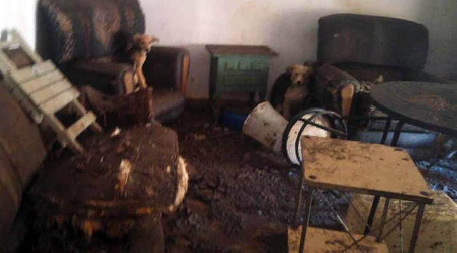 Rescatan a 16 perros en condiciones penosas tras el desahucio de una casa en Roda de Eresma