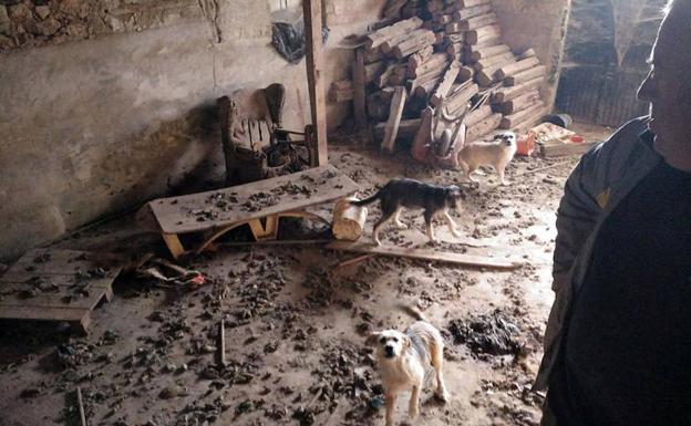 «Él es una víctima más, vivía en las mismas condiciones que los animales, creo que tiene el síndrome de Noé»