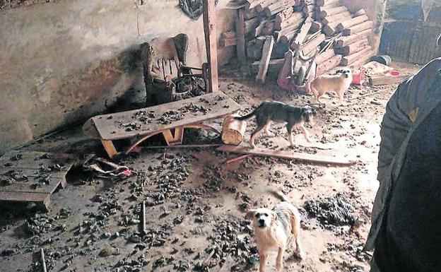 Hallados otros cinco animales muertos en la casa deshauciada de Roda de Eresma