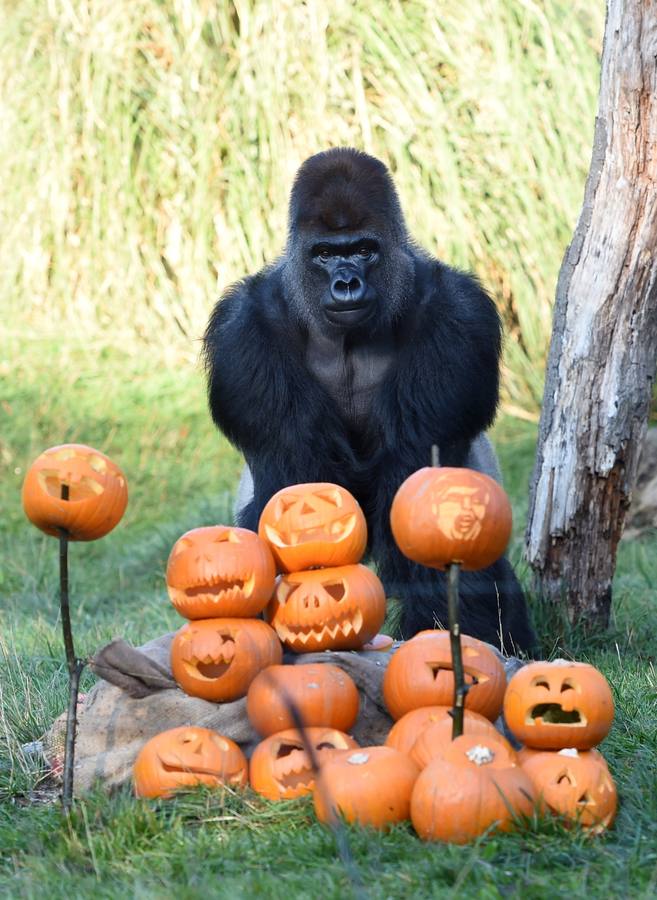 Los animales del zoo celebran Halloween