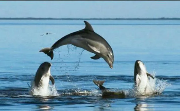 Avistan en la Costa del Sol una especie de delfín que se creía desaparecida del Mediterráneo