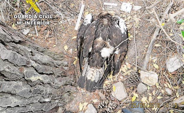 Piden dos años y medio de cárcel para un hombre por envenenar a un águila en Badajoz