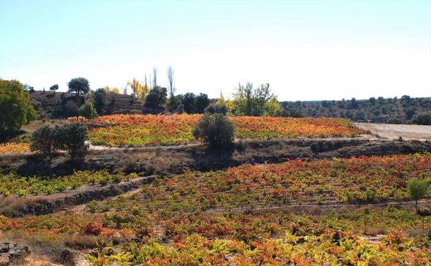 La vendimia superará los 305 millones de kilos de uva en Castilla y León, el 75% más que en 2017