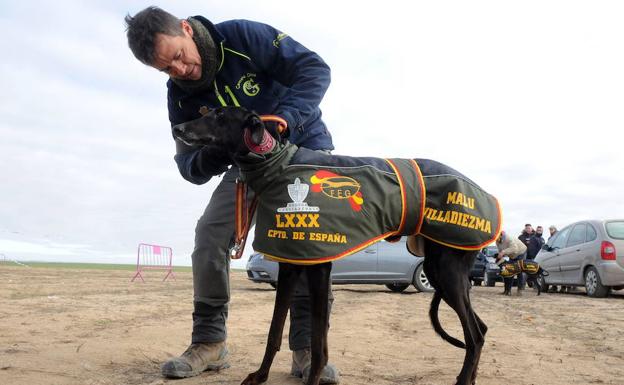 Malú, la galga palentina campeona de España, no participará este año en el Nacional