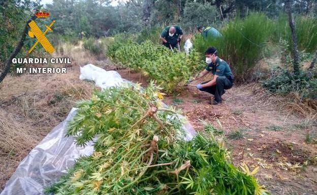 Dos detenidos tras localizar una plantación de marihuana en el valle del Tormes, en Ávila