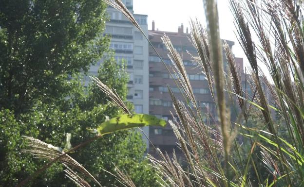 Las temperaturas subirán durante el puente hasta rozar los 20 grados en Valladolid