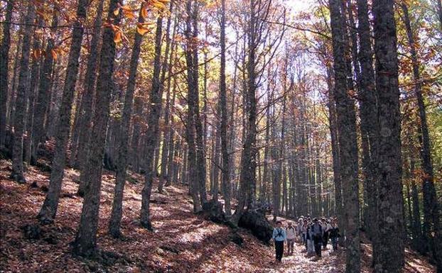 La Plataforma Salvar El Castañar de El Tiemblo pide medidas para proteger este espacio natural