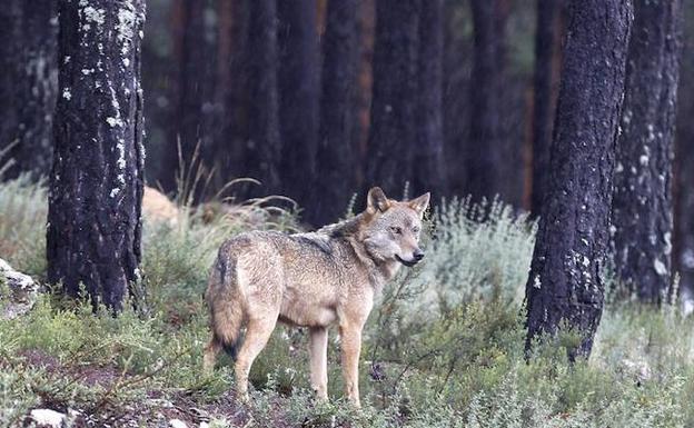 Más de 108.000 personas de 30 nacionalidades visitan el Centro del Lobo atraídas por la magia del cánido