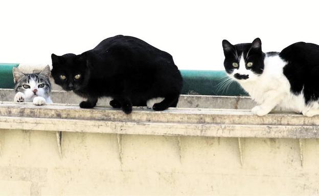 Valverdón prohíbe «dar de comer y atender a los gatos sin dueño»