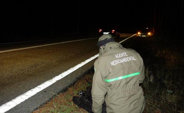 Rescatado en Trescasas un ejemplar de gavilán herido gracias a la colaboración vecinal