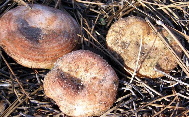 Boecillo celebra desde el viernes su III Fiesta de Exaltación del Níscalo
