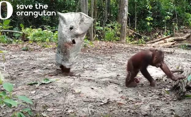 Vídeo: El divertido juego entre dos orangutanes que te sacará una sonrisa