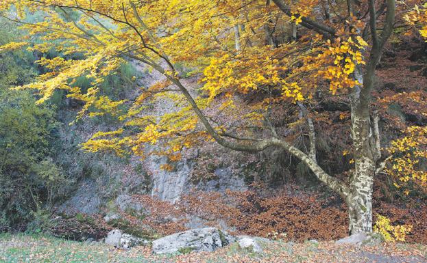 Festín de otoño