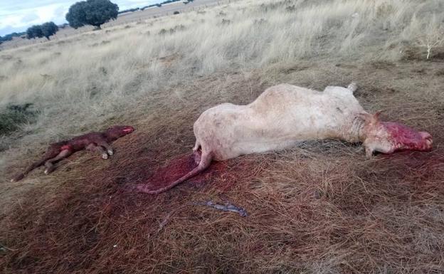 Nuevo ataque de buitres en Salamanca con una vaca y un ternero muertos