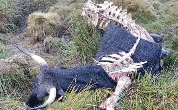 Dos nuevos ataques de lobos en Ávila