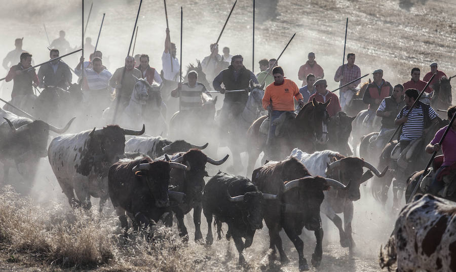Los encierros de Cuéllar reciben este miércoles el Premio Tauromaquía de Castilla y León