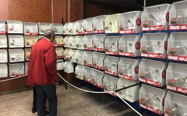 El Concurso-Exposición Ornitológico reúne 700 ejemplares y 50 criadores en Ciudad Rodrigo