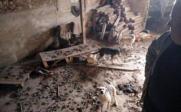 Investigado por maltrato animal el vecino de Roda que convivía con perros malnutridos