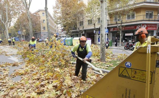 Salamanca inicia la campaña de poda para evitar las plagas y enfermedades en los árboles