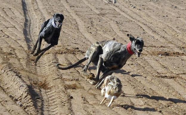 El Campeonato Nacional de Galgos de Nava se libra de la amenaza de la mixomatosis