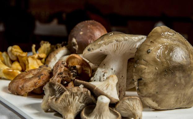 El reinado Fungi