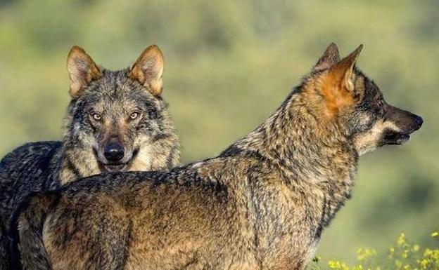 Asaja considera una «necesidad» abatir ejemplares de lobo en Ávila