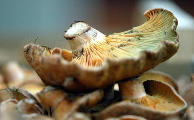 El concurso 'Mejor Tapa Micológica' de Soria ya tiene finalistas