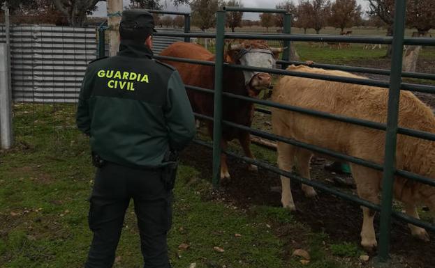La Guardia Civil investiga a un ganadero por maltrato animal