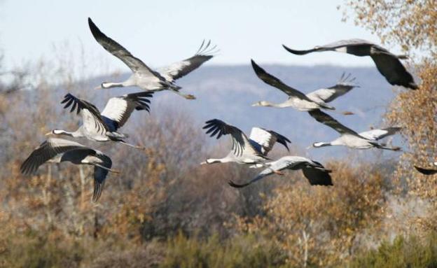 Ávila recibe a miles de grullas hasta febrero