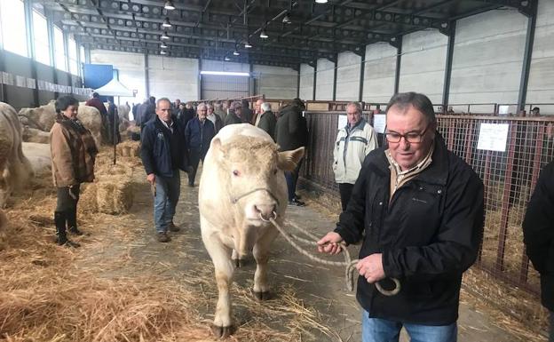Las dudas sobre el número de cochinos de bellota elevan su precio en lonja en Ciudad Rodrigo