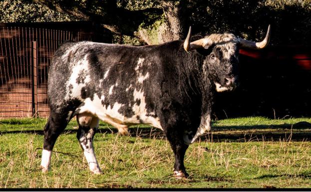 Tres astados de ganaderías salmantinas optan a convertirse en Toro del Antruejo
