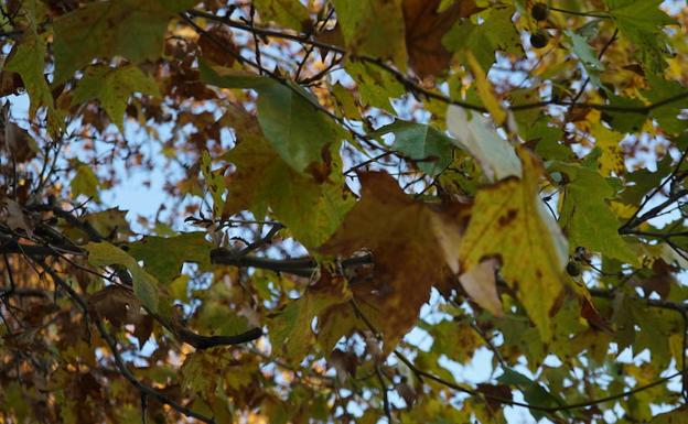 Valladolid disfrutará de un puente de diciembre con temperaturas por encima de lo normal