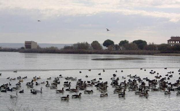 La Reserva de las Lagunas de Villafáfila experimenta un notable aumento de aves