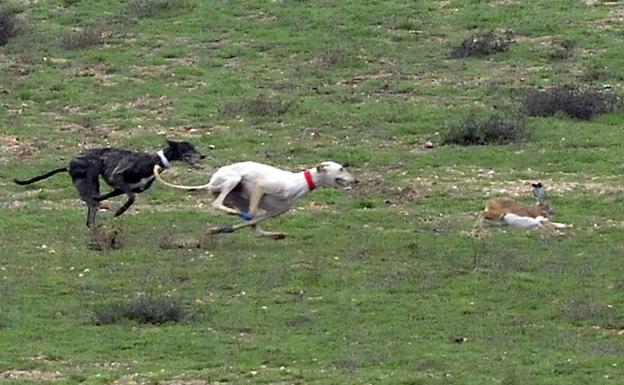 Confirman un caso de mixomatosis en la reserva que acogerá el Nacional de Galgos