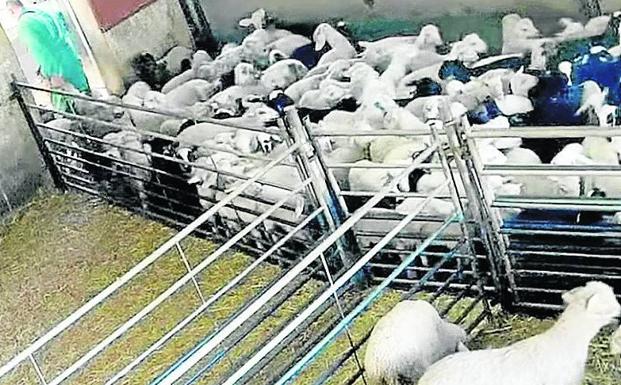 ¿Un gran hermano para los mataderos españoles?