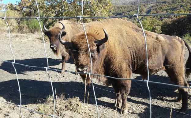 Recaban 2.500 firmas contra los controles veterinarios a los bisontes de San Cebrián