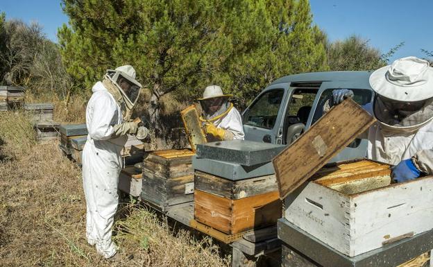 Salamanca acoge mañana protestas de apicultores contra la miel importada de baja calidad