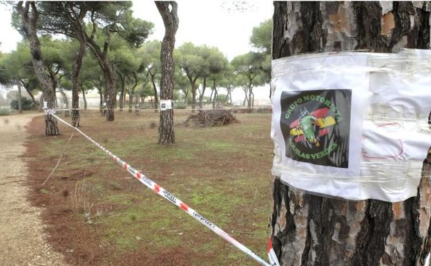 Pingüinos apunta a éxito con casi un 20% más de preinscritos