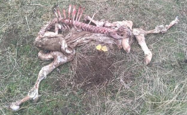 Dos terneros muertos en un nuevo ataque de lobos en Ávila